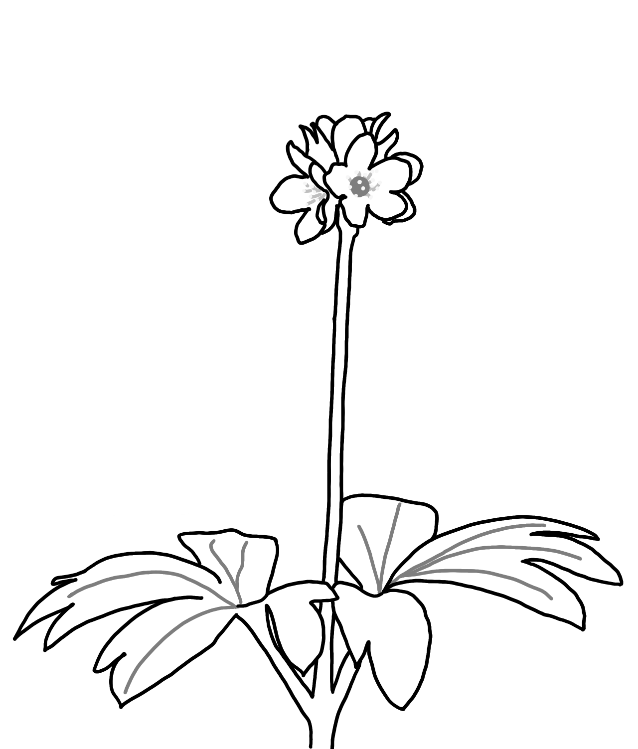 Adoxa moschatellina - an ancient woodland indicator species