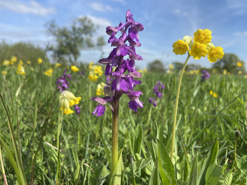 Ancient grassland categorisation
