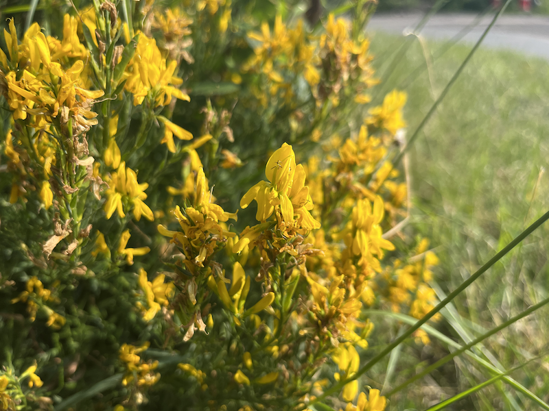 Genetic connectivity of ancient grassland species